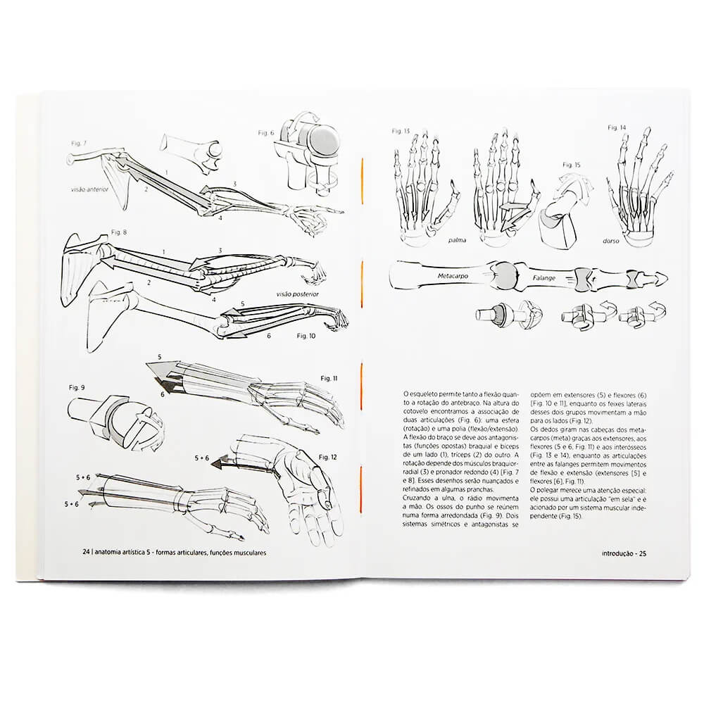Anatomia Artística 5