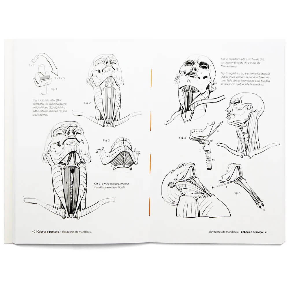 Anatomia Artística 5