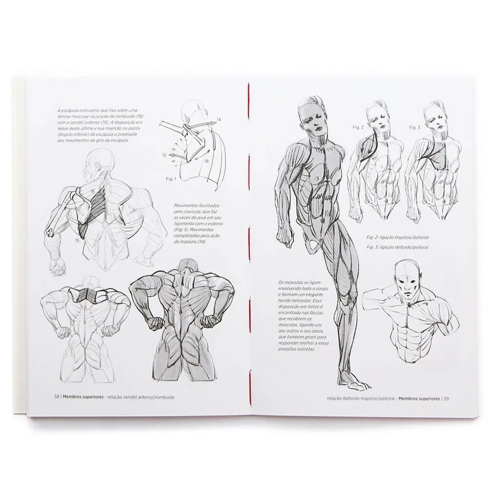Anatomia Artística 7