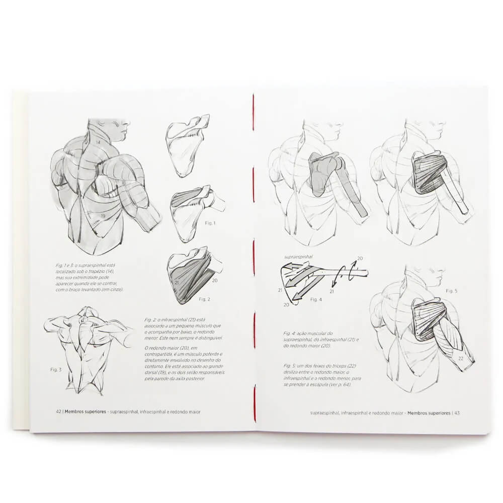 Anatomia Artística 7