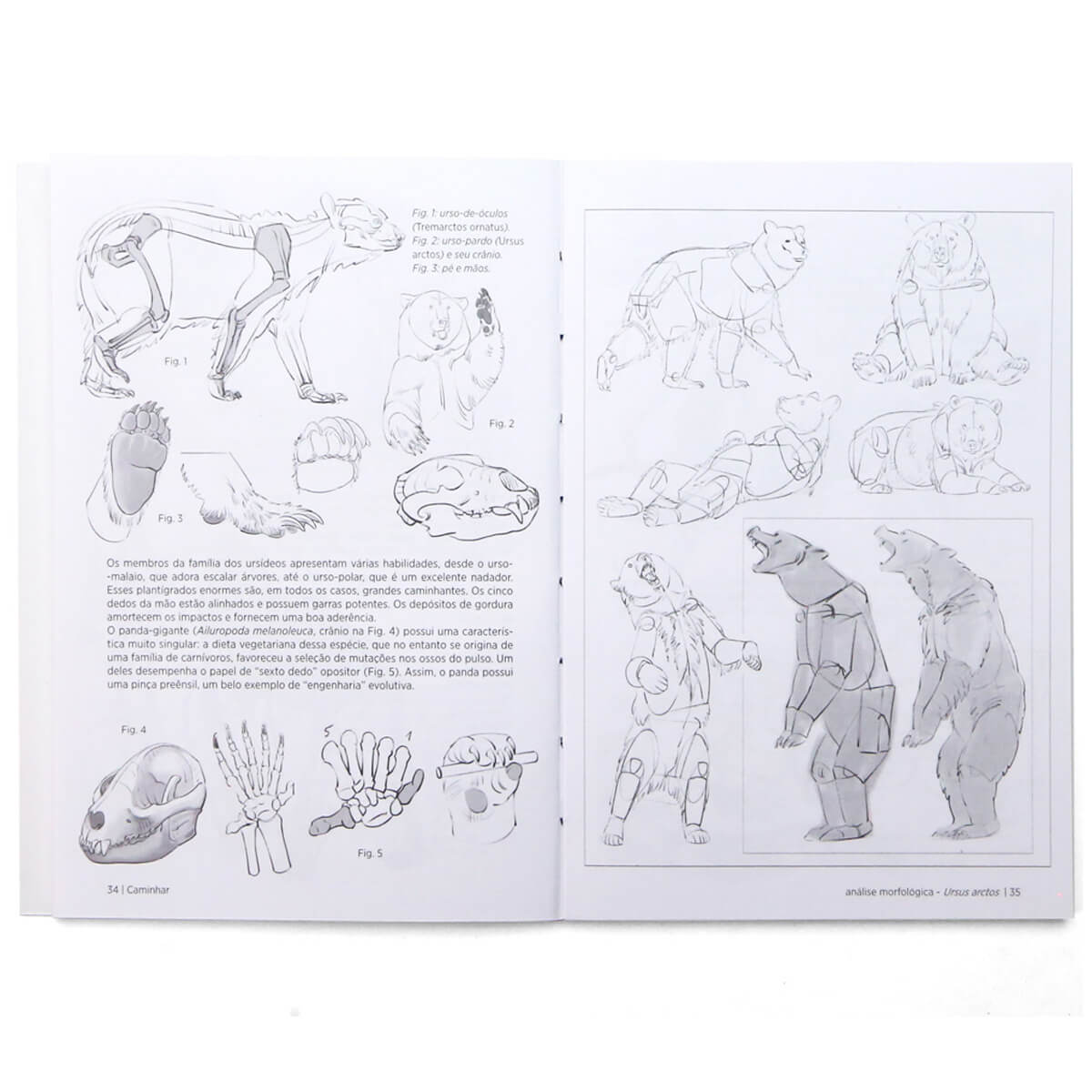 Anatomia Artística 9 Mamíferos - Editora Olhares - Michel Lauricella