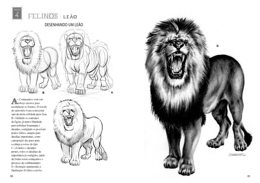 Desenhando Anatomia Animais