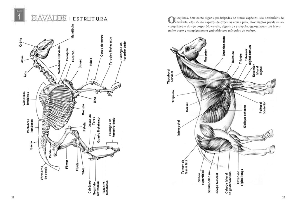 Desenhando Anatomia Animais