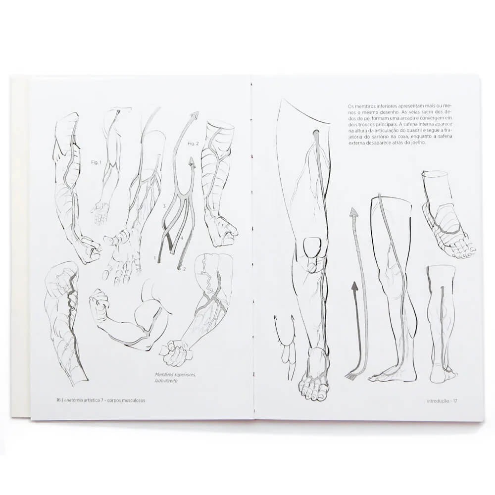 Anatomia Artística 7