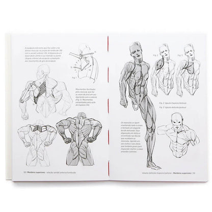 Anatomia Artística 7