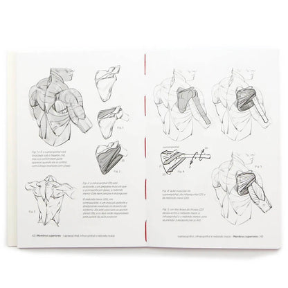 Anatomia Artística 7
