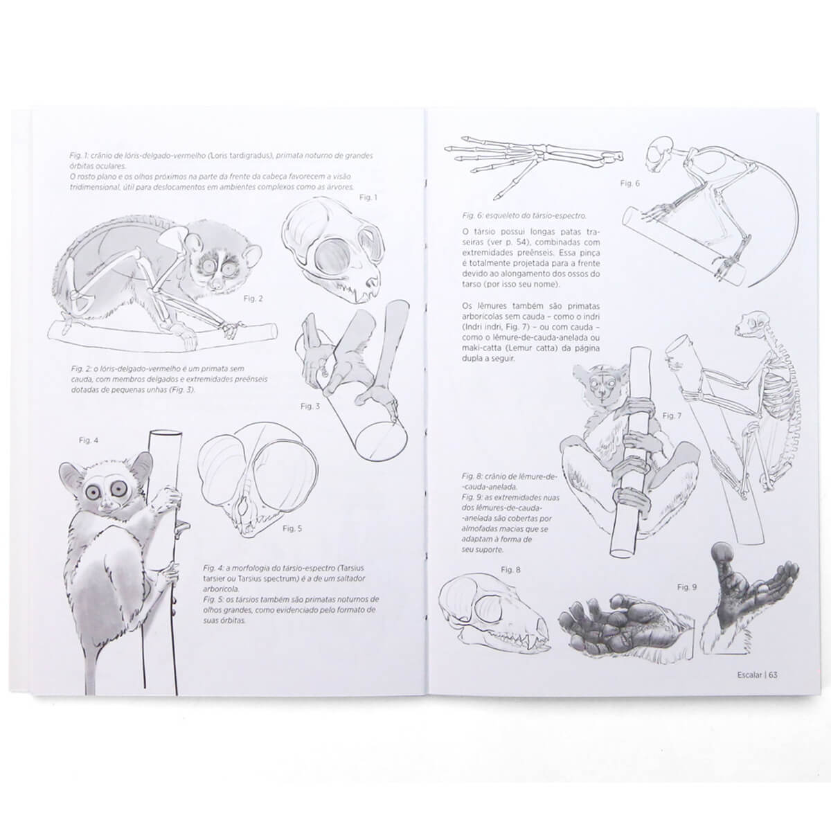 Anatomia Artística 9 Mamíferos - Editora Olhares - Michel Lauricella