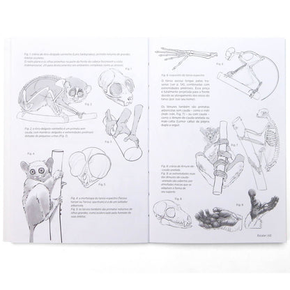 Anatomia Artística 9 Mamíferos - Editora Olhares - Michel Lauricella