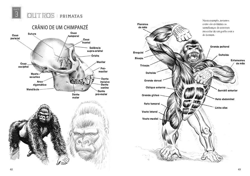 Desenhando Anatomia Animais