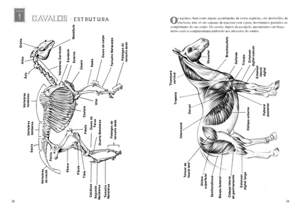 Desenhando Anatomia Animais