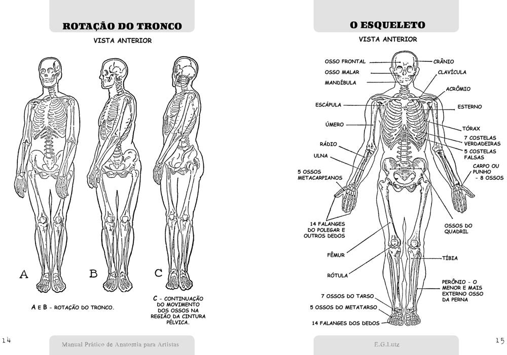 Manual Prático de Anatomia Para Artistas