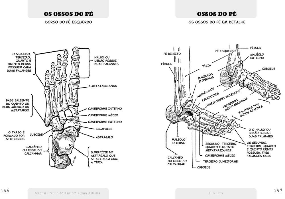 Manual Prático de Anatomia Para Artistas