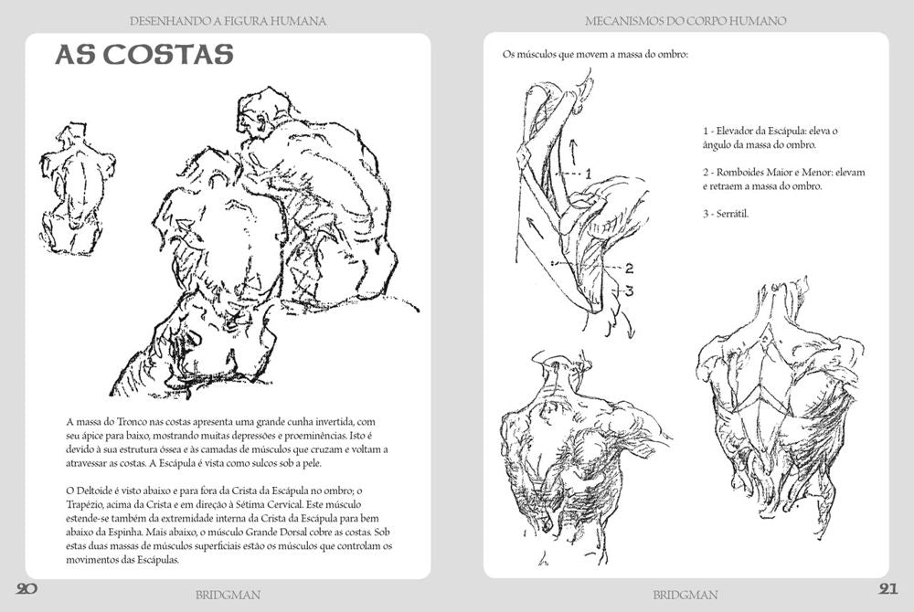 Desenhando a Figura Humana - Mecanismo do Corpo Humano