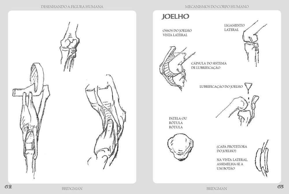 Desenhando a Figura Humana - Mecanismo do Corpo Humano