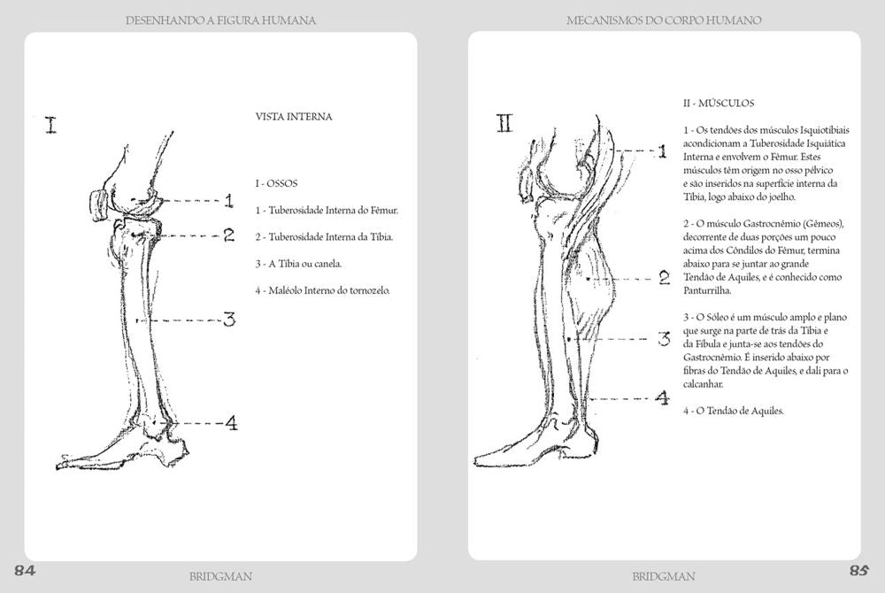 Desenhando a Figura Humana - Mecanismo do Corpo Humano