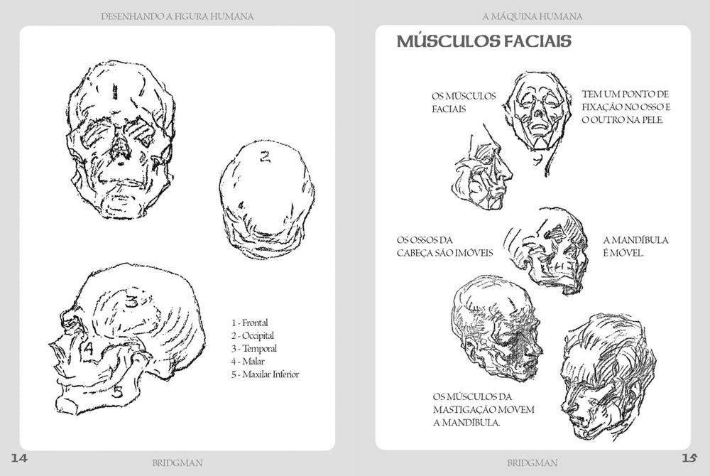Desenhando a Figura Humana - A Máquina Humana
